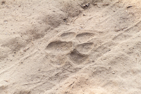 Tiger footprints in Kaziranga National Park, India