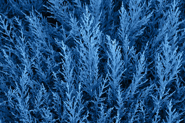 Close up of coniferales trees. Toned in blue color.