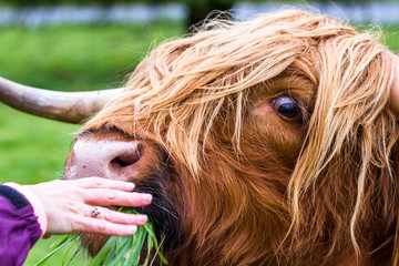 Highland bull in Scotland