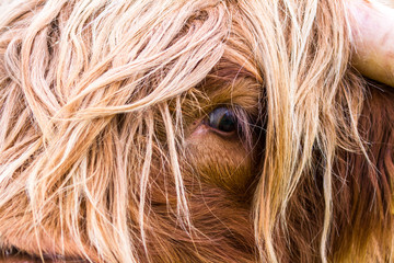 Naklejka premium Highland bull in Scotland
