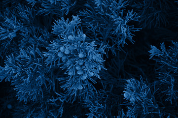 Close up of coniferales trees. Toned in blue color.