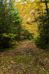 Obraz premium A Beautiful Mountain Road in Autumn