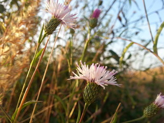 White flowers on a background of blue sky