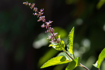 Leaf And Flower Of Holy Basil Thailand Herb, Black Background