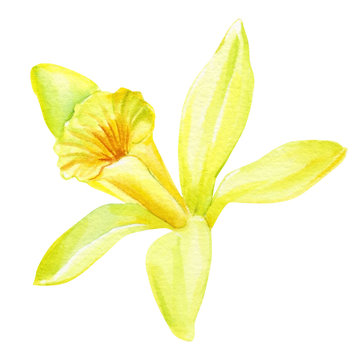 vanilla on an isolated white background watercolor painting, hand drawn, yellow flowers 