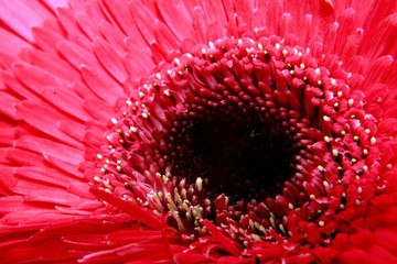Macro close up of Red Gerbera Flower.