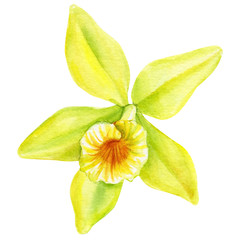 vanilla on an isolated white background watercolor painting, hand drawn, yellow flowers 