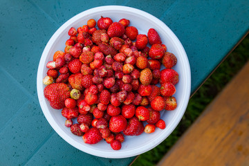 Flat top view of a white plate with a large handful of red strawberries after harvesting on a summer warm day for food or preparation of vitamin juice on a table.