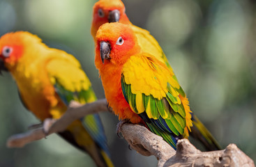 Close up Sun Conure Parrot Perched on Branch Isolated on Background