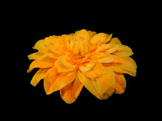 yellow flower isolated on black background