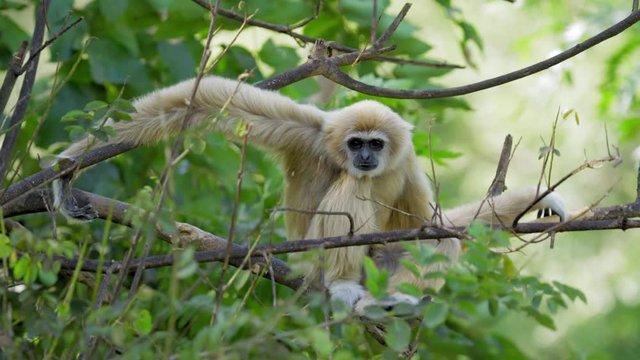 White handed gibbon sitting on tree. Common gibbon (Hylobates lar). Lar gibbon have sandy color fur