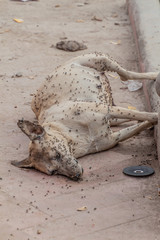 Dead dog covered in flies on a street in Lucknow, India