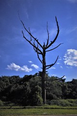tree and sky