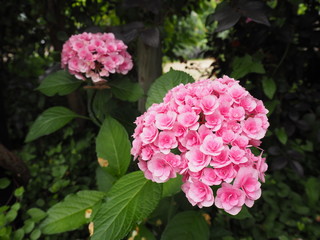 ピンクのあじさい