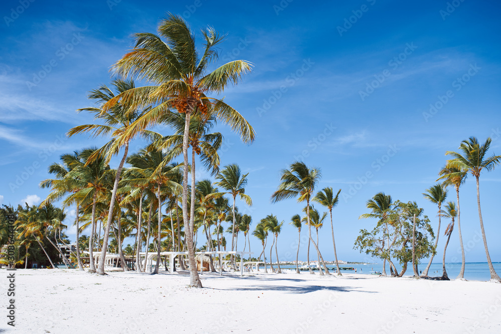 Poster palm tree on the beach