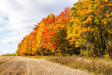 Fototapeta premium Gold autumn. Autumn landscape with golden maple on a sunny day. Tosno. Leningrad region. Russia