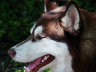 Husky, Husky's head. A photo. soft focus