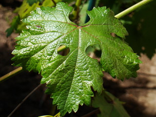 Leaf of grapes. Green leaf of grapes. Vine.