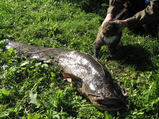 Summer still life with a cat and a large fish catfish on the grass.