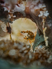 Squat Shrimp, Hohlkreuz-Garnele (Thor amboinensis)