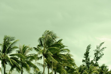 Palm trees against a cloudy sky in the evening. Natural background green color toned