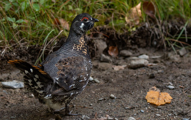 A Beautiful Spruce Grouse on the Forest Ground