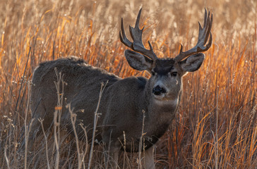 Mule Deer Buck with Palmated Antlers