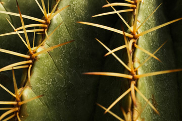 Close up thorns, cactus