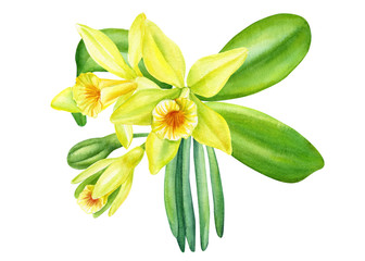 orchid vanilla flowers on an isolated white background, watercolor painting, hand drawn