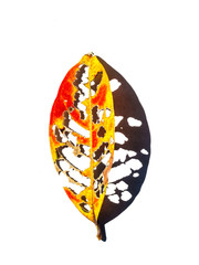 Red leaves that have holes from being eaten by worms on white background, Yellow leaf being eaten...