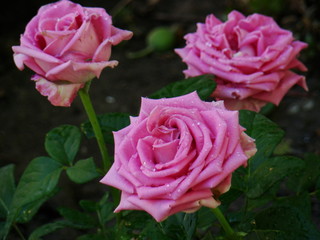 Roses, lilac roses. A photo of lilac roses.