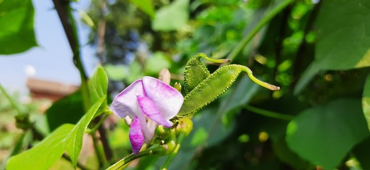 Red  fava bean flower with small fava beans on green leaf background.Home Grown Organic Lablab Bean.Seim bean flower blooming brightly in the field. Vegetable flowers.