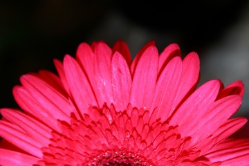 Macro close up of Gerbera Flower.