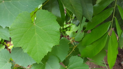 Green leaves with a natural texture, suitable for use as background images and educational material
