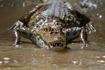 Alligator in Tortuguero National Park of Costa Rica