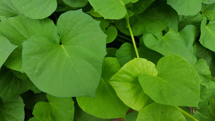 Green leaves with a natural texture, suitable for use as background images and educational material