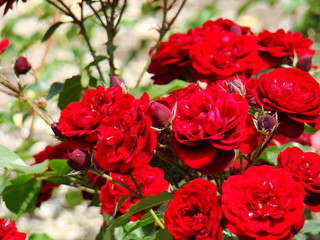 Red rose in the park. Red rose bush. Red rose buds.