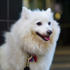 White fluffy dog with mouth a bit open