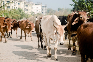 a herd of indian cows zebu goes to pasture