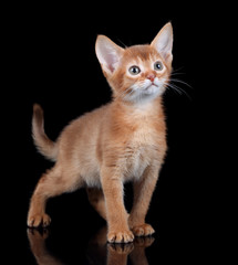 Small red kitten of abyssinian breed on a black background