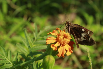 Skipper butterfly on flower