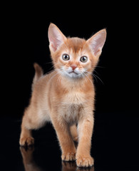 Obraz premium Small red kitten of abyssinian breed on a black background