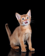 Obraz premium Small red kitten of abyssinian breed on a black background