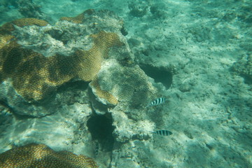 Sergeant fish swims in the water of the Pacific Ocean near the Fiji Islands