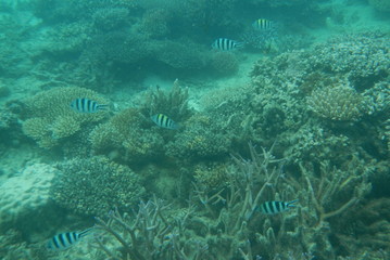 Sergeant fish swims in the water of the Pacific Ocean near the Fiji Islands