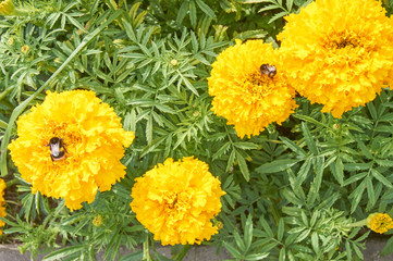 Bumble bee on yellow blooming marigold. Beauty in nature
