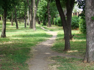Footpath in a summer park with green foliage. Summer public park with green grass and trees.