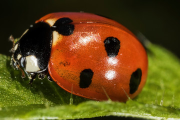 The close-up view of the Coccinella septempunctata, the seven-spot ladybird,