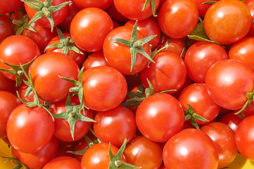 Fresh harvest of cherry tomatoes. Organic food