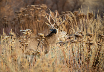 A Large Mule Deer Buck in a Field During Autumn